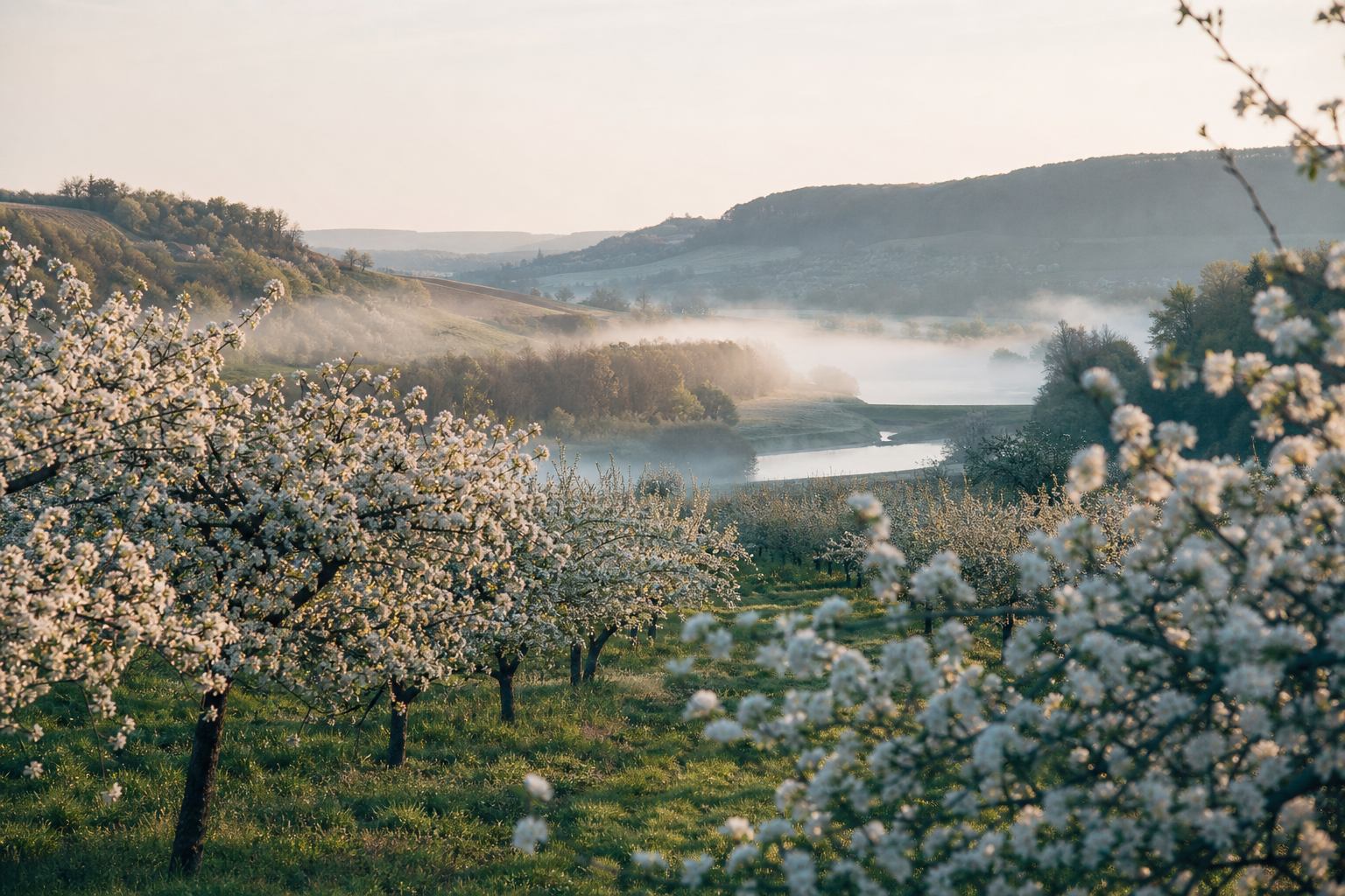 Blühende Obstgärten und sanfte Hügel in Deutschland am Morgen