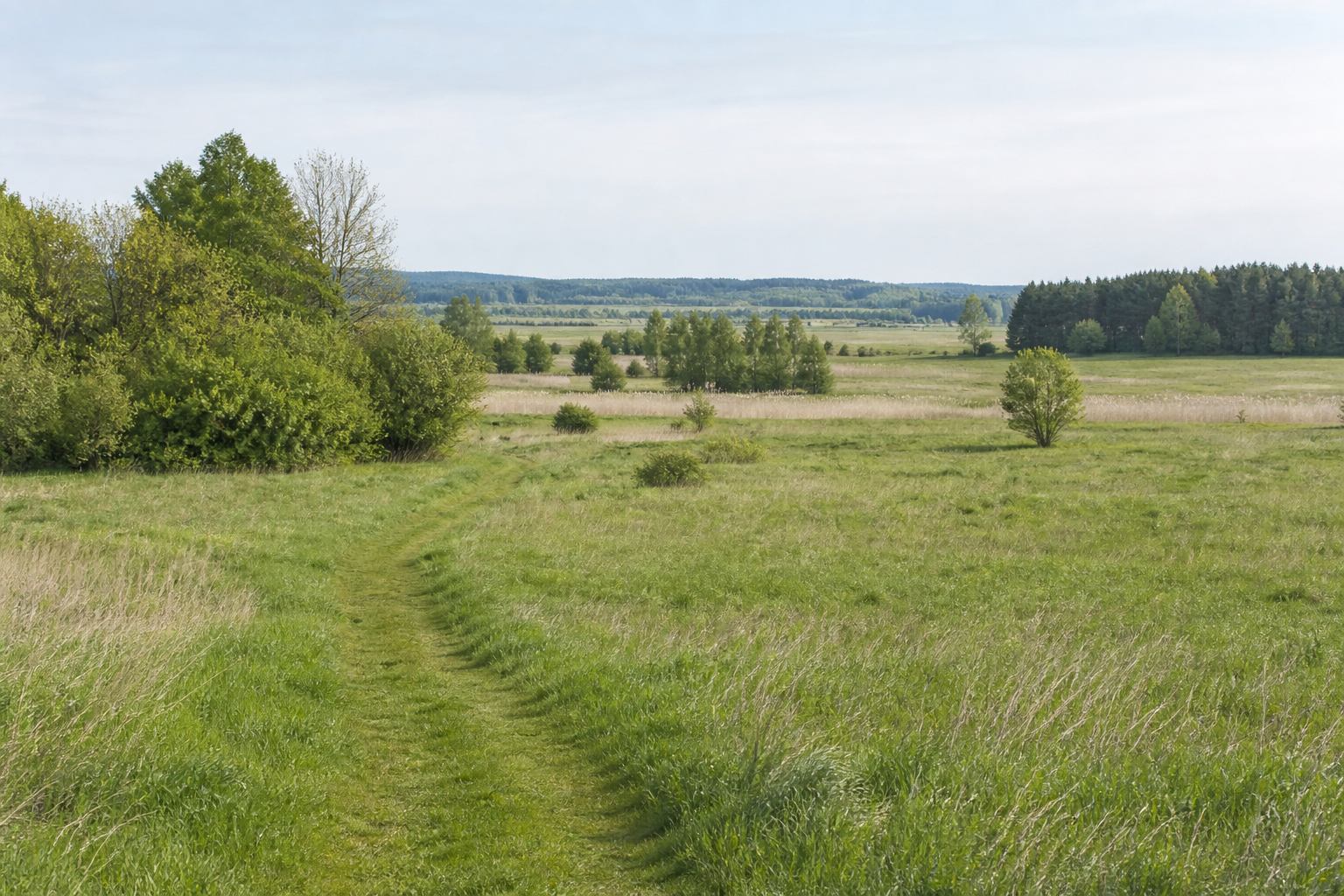 Frühlingswiesen und Baumreihen im Havelland